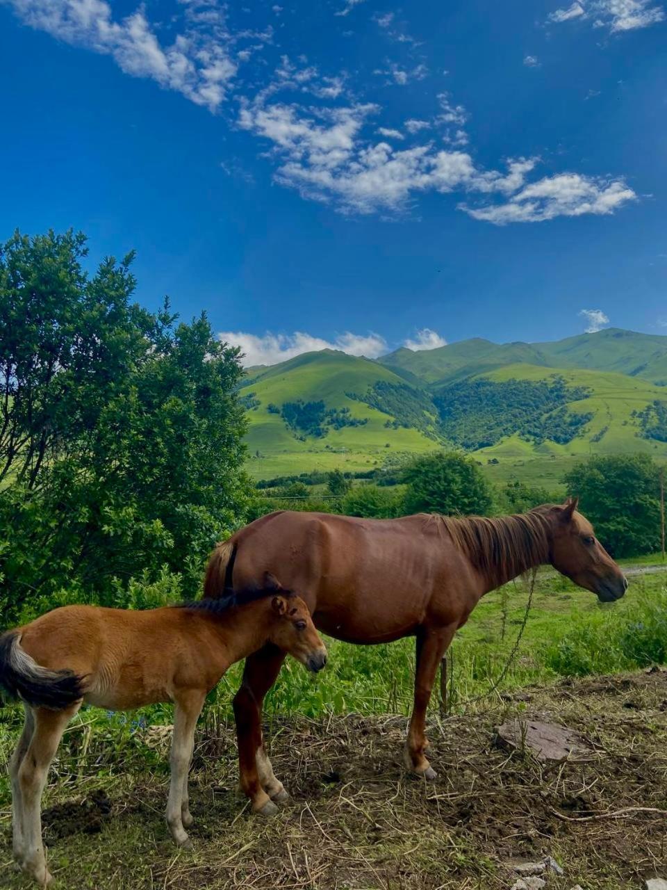 Tezh Ler Resort Shahumyan ภายนอก รูปภาพ